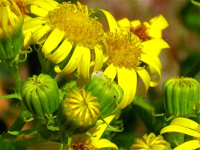 Senecio jacobea flowers close up, Sierra Madrona, Spain