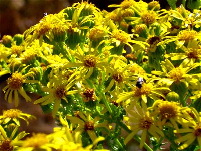 Senecio jacobea flowers close up, Sierra Madrona,  Spain