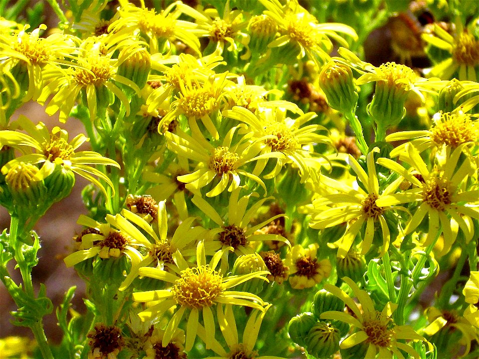 Senecio jacobea flowers close up, Sierra Madrona,  Spain