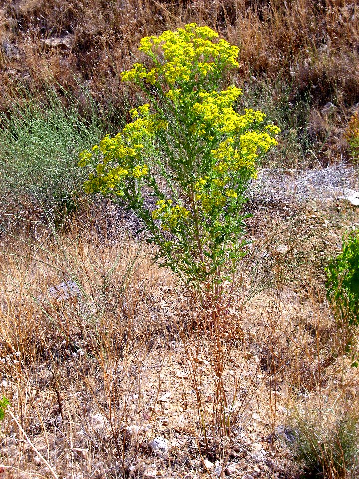 Senecio jacobea habit, Sierra Madrona,  Spain