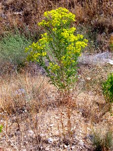 Senecio jacobea habit, Sierra Madrona,  Spain