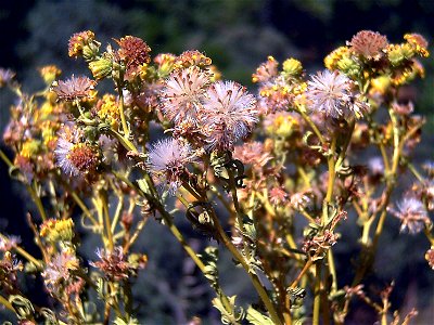 Senecio jacobea seeds, Sierra Madrona,  Spain
