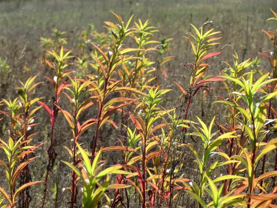 Kanadische Goldrute (Solidago canadensis) im Hockenheimer Rheinbogen