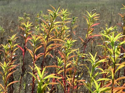 Kanadische Goldrute (Solidago canadensis) im Hockenheimer Rheinbogen photo