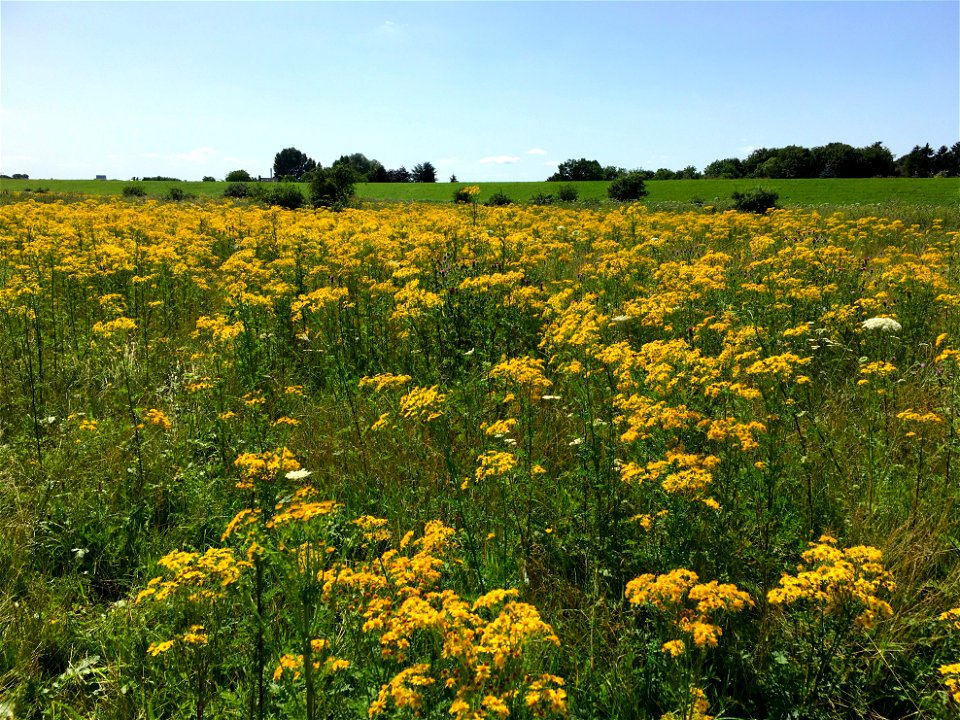 Zomer in de Bemmelse Waard, met massaal bloeiende Jacobaea vulgaris