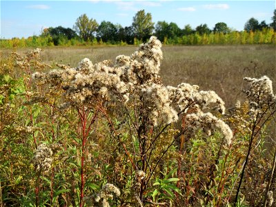 Kanadische Goldrute (Solidago canadensis) im Hockenheimer Rheinbogen