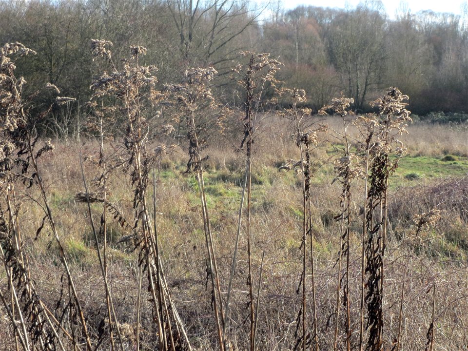 Kanadische Goldrute (Solidago canadensis) im Naturschutzgebiet "St. Arnualer Wiesen"