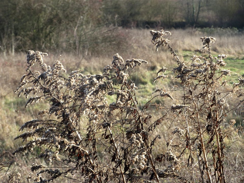 Kanadische Goldrute (Solidago canadensis) im Naturschutzgebiet "St. Arnualer Wiesen"