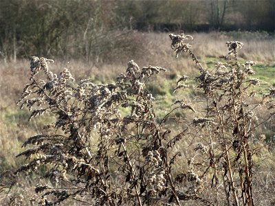 Kanadische Goldrute (Solidago canadensis) im Naturschutzgebiet "St. Arnualer Wiesen"