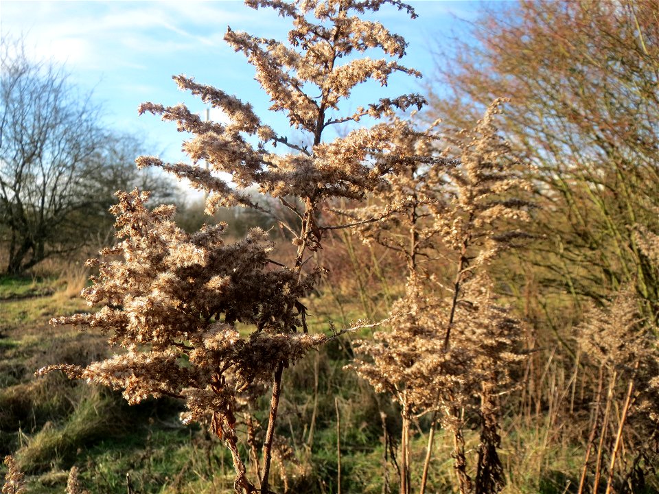 Kanadische Goldrute (Solidago canadensis) im Naturschutzgebiet "St. Arnualer Wiesen"