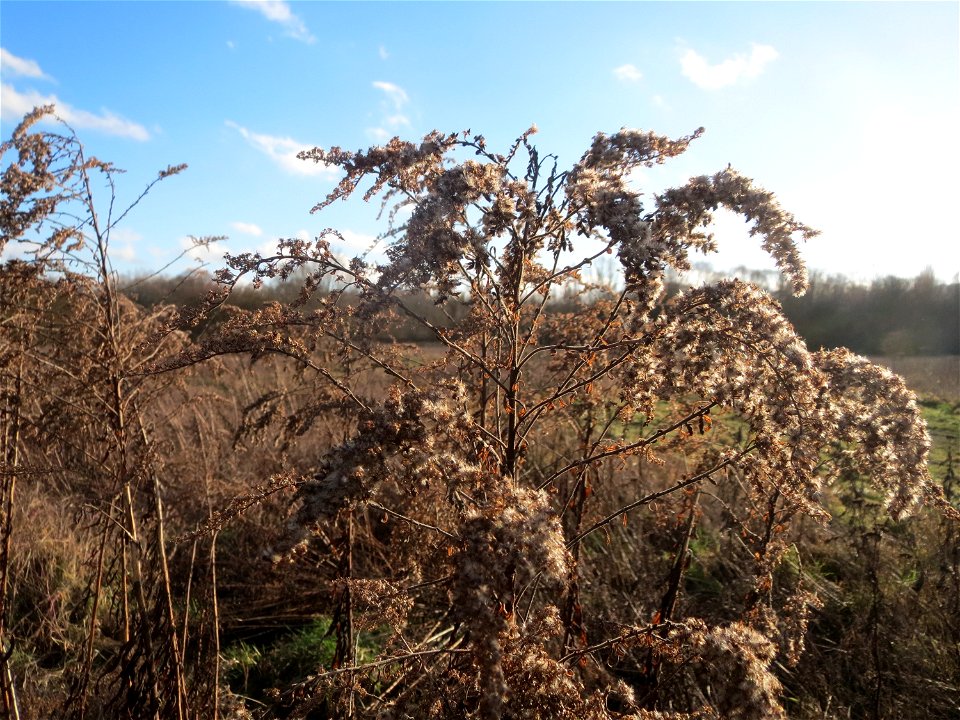 Kanadische Goldrute (Solidago canadensis) im Naturschutzgebiet "St. Arnualer Wiesen"