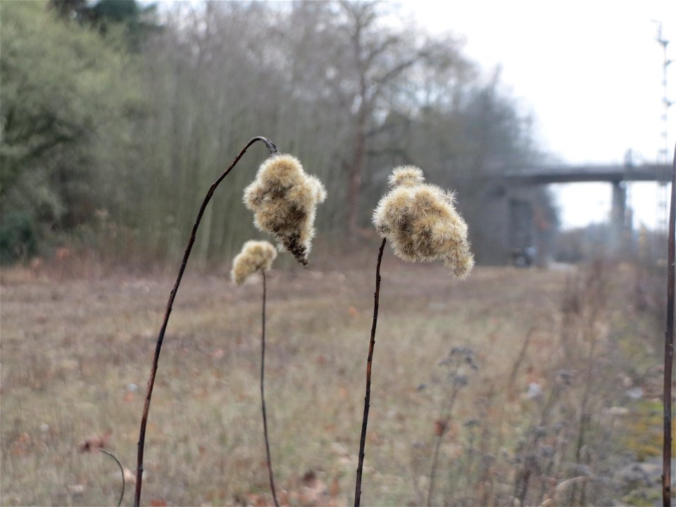 Kanadische Goldrute (Solidago canadensis) im Schwetzinger Hardt