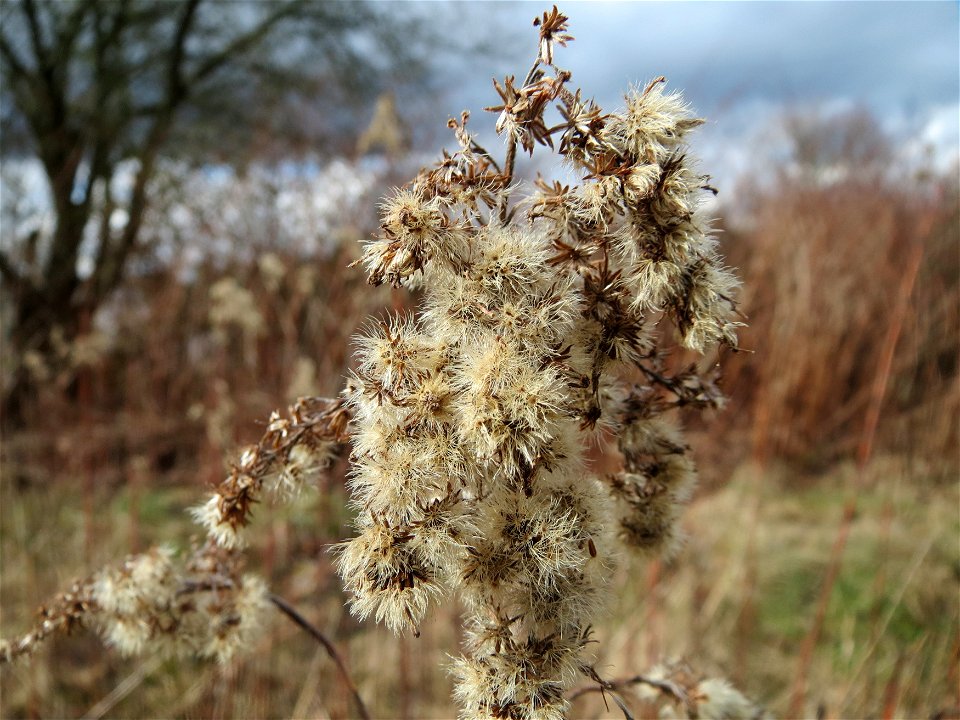 Kanadische Goldrute (Solidago canadensis) in der Galgendell in Alt-Saarbrücken