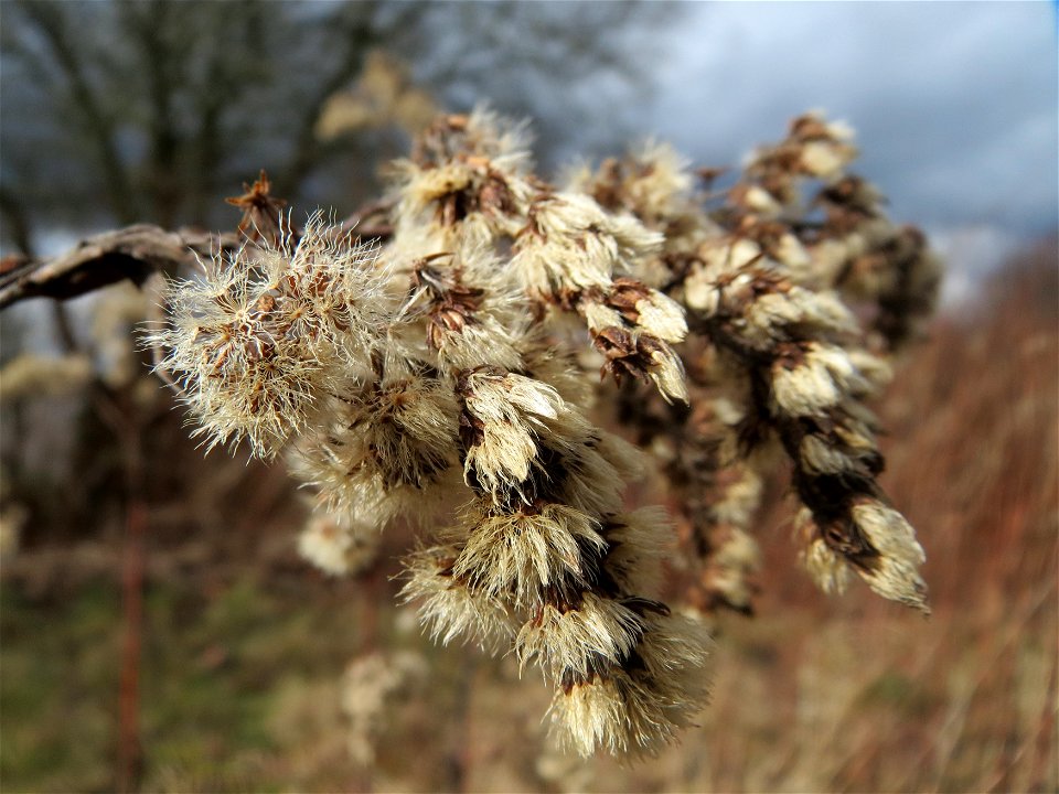 Kanadische Goldrute (Solidago canadensis) in der Galgendell in Alt-Saarbrücken