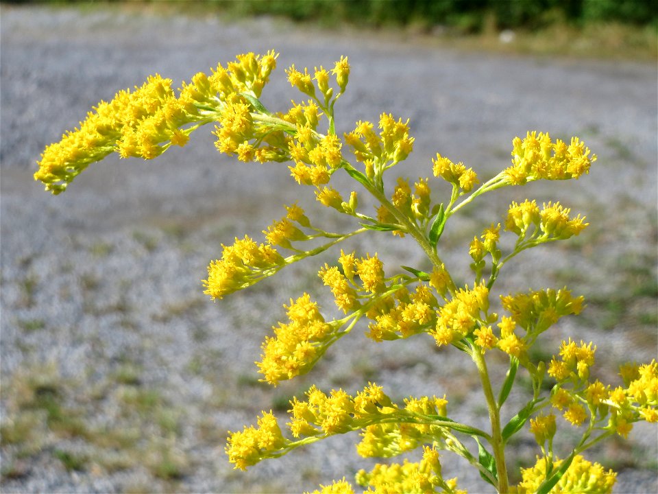 Kanadische Goldrute (Solidago canadensis) in Hockenheim