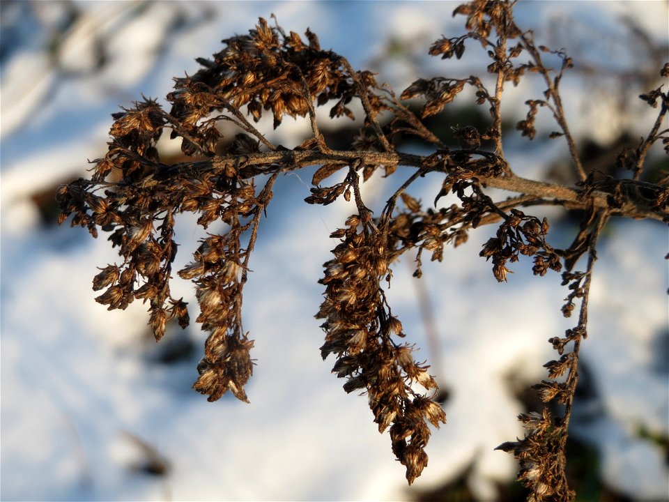 Kanadische Goldrute (Solidago canadensis) am Bahnhof Bruchmühlbach-Miesau