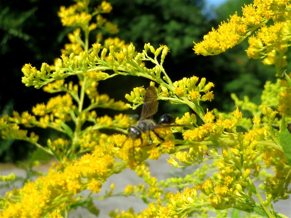 Kanadische Goldrute (Solidago canadensis) in Hockenheim