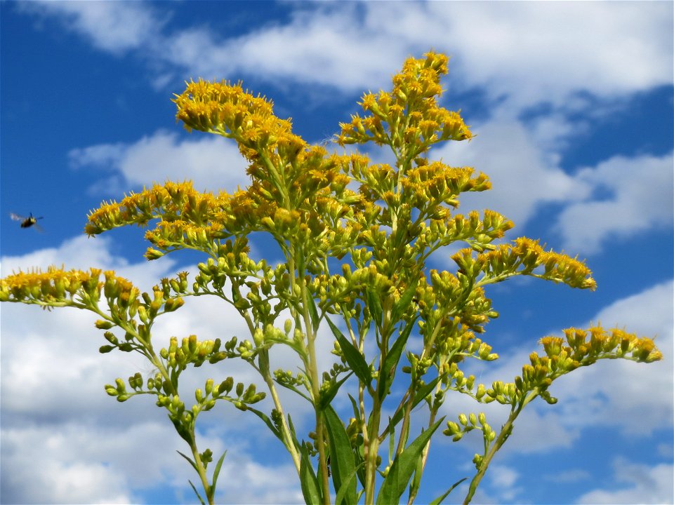 Riesen-Goldrute (Solidago gigantea) auf einer Ruderalfläche in Hockenheim-Talhaus