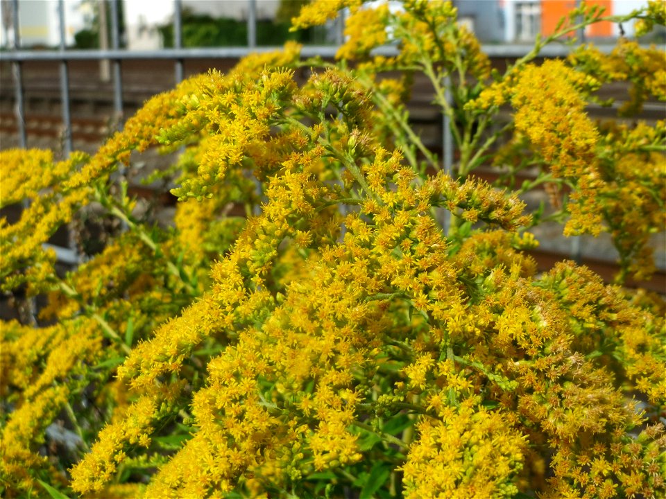 Kanadische Goldrute (Solidago canadensis) am Bahnhof Schwetzingen