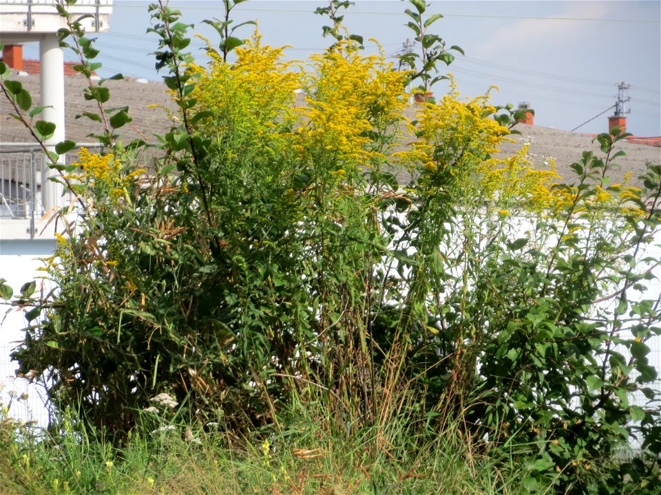 Kanadische Goldrute (Solidago canadensis) am Bahnhof Schwetzingen photo