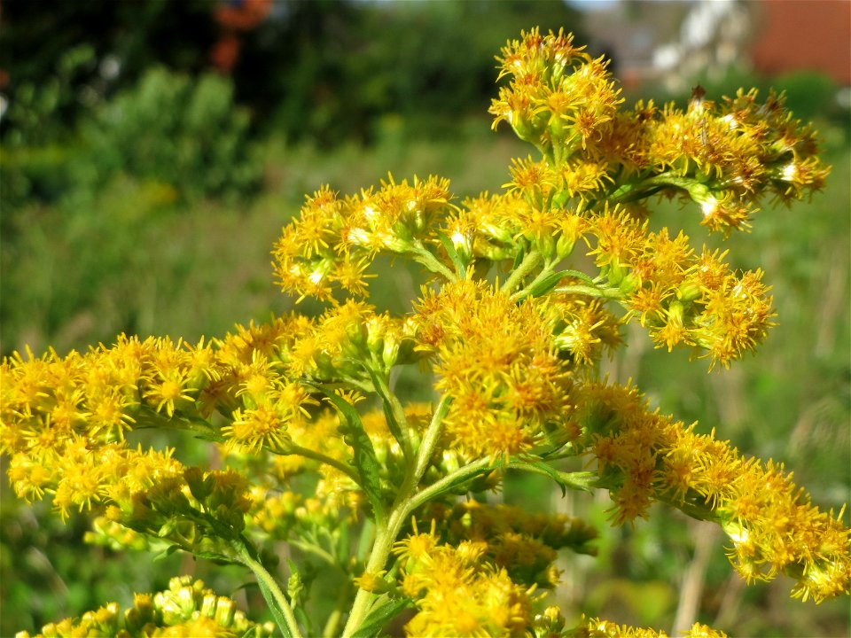 Kanadische Goldrute (Solidago canadensis) in Hockenheim