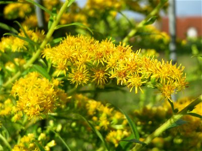 Kanadische Goldrute (Solidago canadensis) in Hockenheim