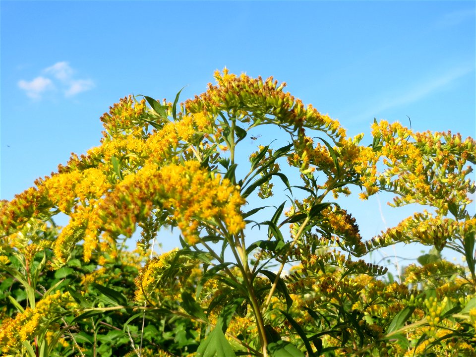 Kanadische Goldrute (Solidago canadensis) bei Hockenheim