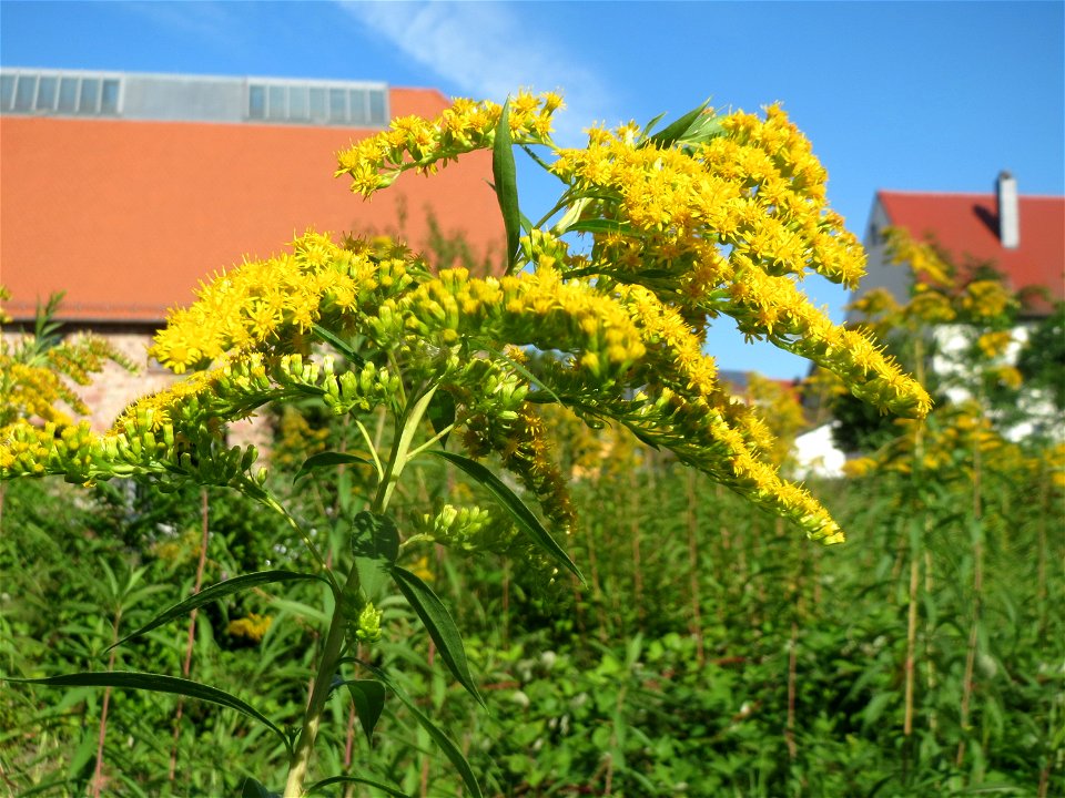 Kanadische Goldrute (Solidago canadensis) in einem aufgelassenem Schrebergarten in Hockenheim. Nachdem die Schrebergärten am Kraichbach im Februar/März 2016 einplaniert wurden, hat sich zunächst wiede