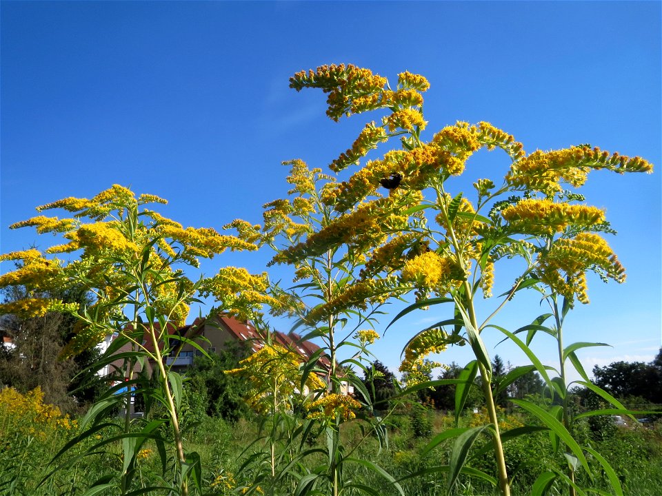 Kanadische Goldrute (Solidago canadensis) in einem aufgelassenem Schrebergarten in Hockenheim. Nachdem die Schrebergärten am Kraichbach im Februar/März 2016 einplaniert wurden, hat sich zunächst wiede
