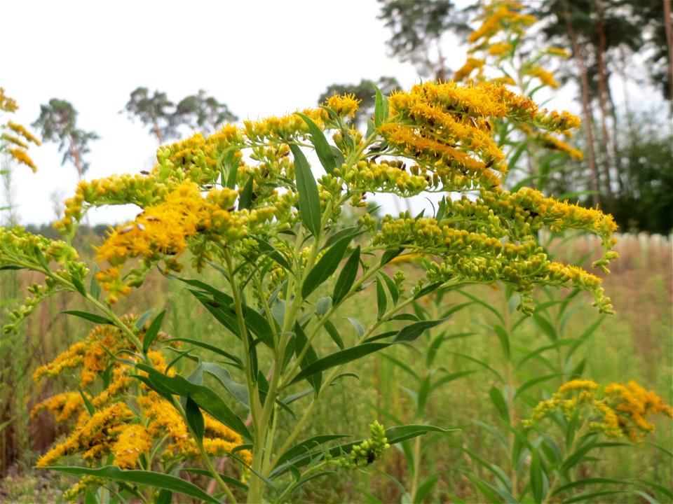 Kanadische Goldrute (Solidago canadensis) im Schwetzinger Hardt