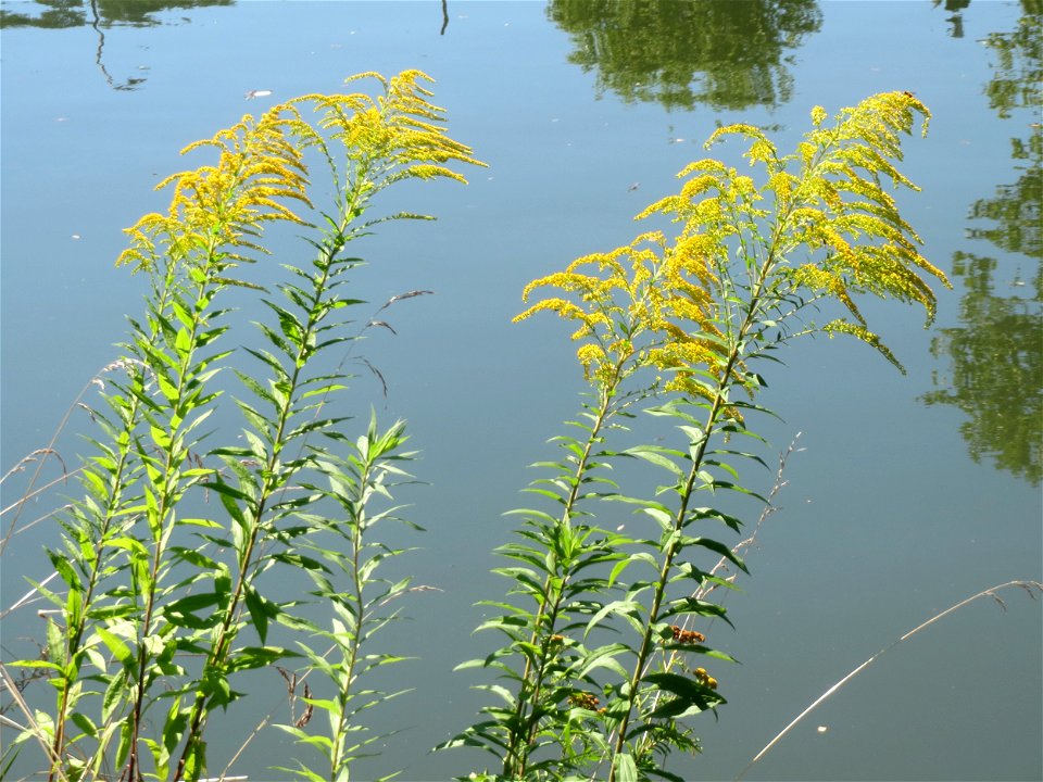 Kanadische Goldrute (Solidago canadensis) am Staden in Saarbrücken photo