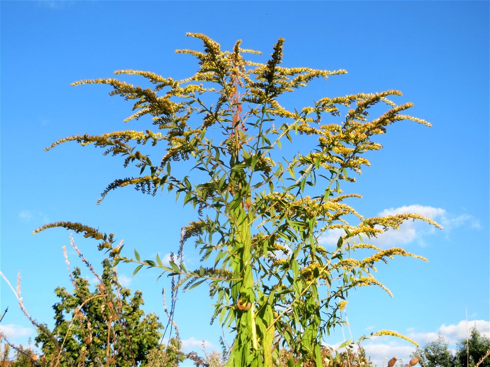 Kanadische Goldrute (Solidago canadensis) in Hockenheim