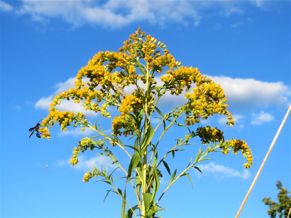 Kanadische Goldrute (Solidago canadensis) in Hockenheim