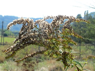 Kanadische Goldrute (Solidago canadensis) im Almet bei Sankt Arnual