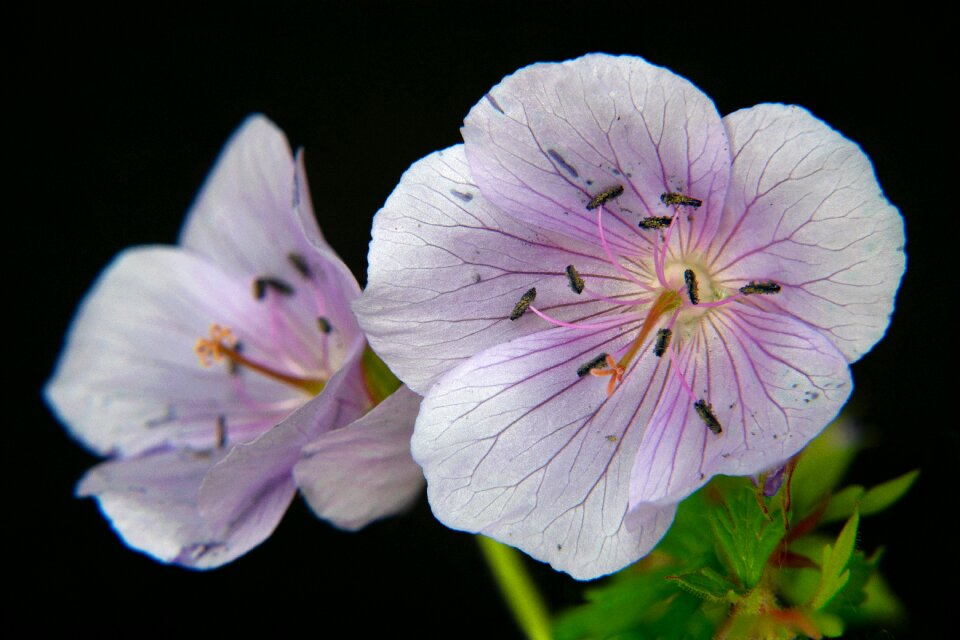 Blossom bloom flower head