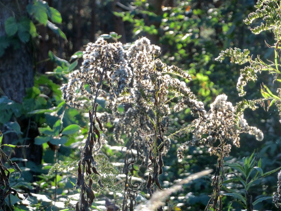 Kanadische Goldrute (Solidago canadensis) auf einer Rodungsfläche zwischen B36 und L722 im Schwetzinger Hardt