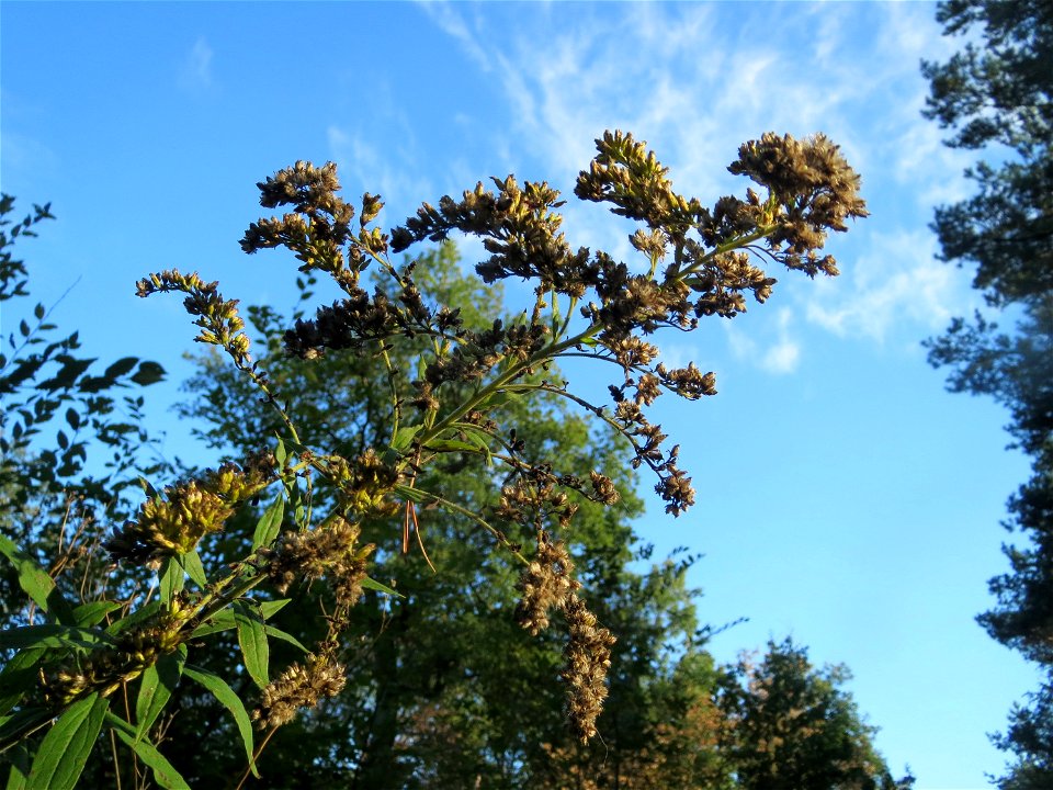 Kanadische Goldrute (Solidago canadensis) auf einer Rodungsfläche zwischen B36 und L722 im Schwetzinger Hardt