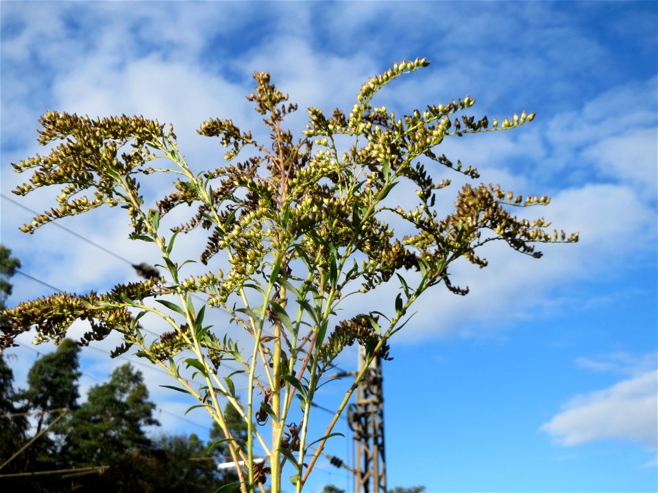 Kanadische Goldrute (Solidago canadensis) im Schwetzinger Hardt - an der Bahnstrecke Mannheim-Karlsruhe findet sich ein kleines Sandmagerrasen-Biotop mit typischer Binnendünen-Vegetation