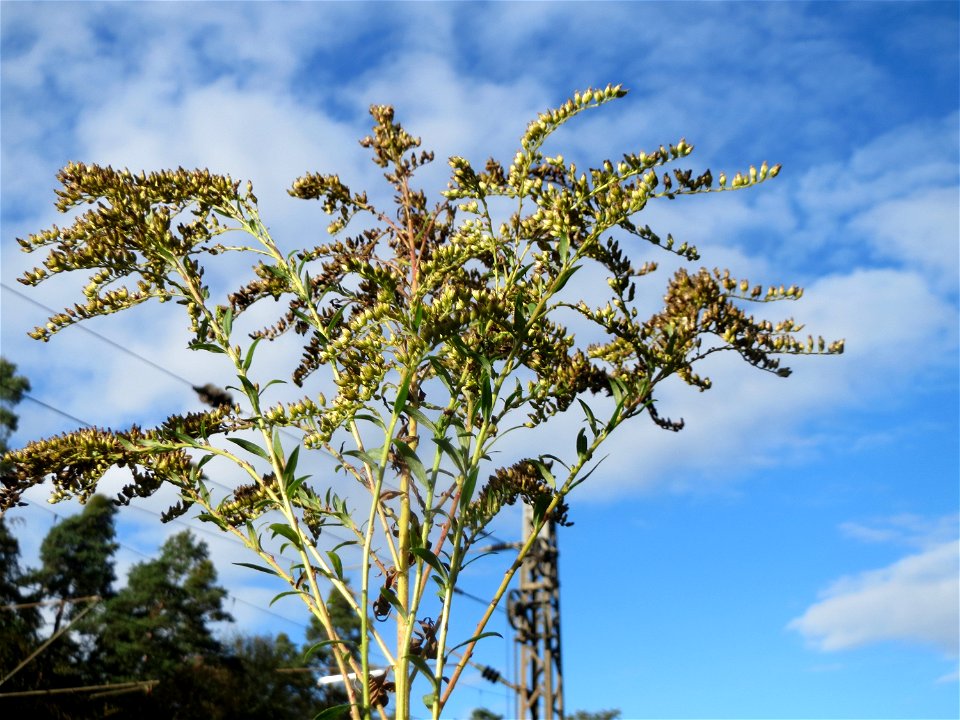 Kanadische Goldrute (Solidago canadensis) im Schwetzinger Hardt - an der Bahnstrecke Mannheim-Karlsruhe findet sich ein kleines Sandmagerrasen-Biotop mit typischer Binnendünen-Vegetation photo