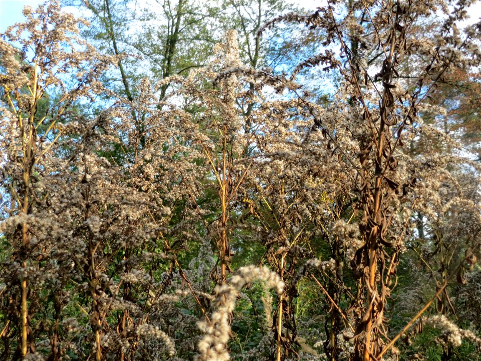 Kanadische Goldrute (Solidago canadensis) - invasiv im Landschaftsschutzgebiet Saalbachniederung bei Waghäusel
