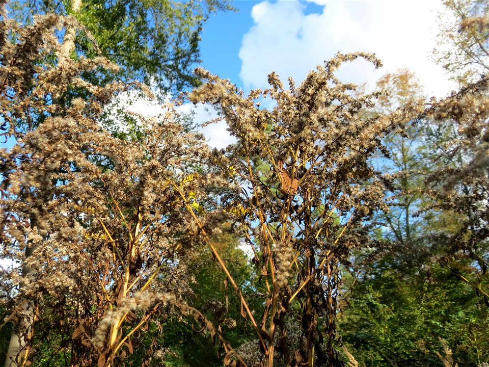 Kanadische Goldrute (Solidago canadensis) - invasiv im Landschaftsschutzgebiet Saalbachniederung bei Waghäusel