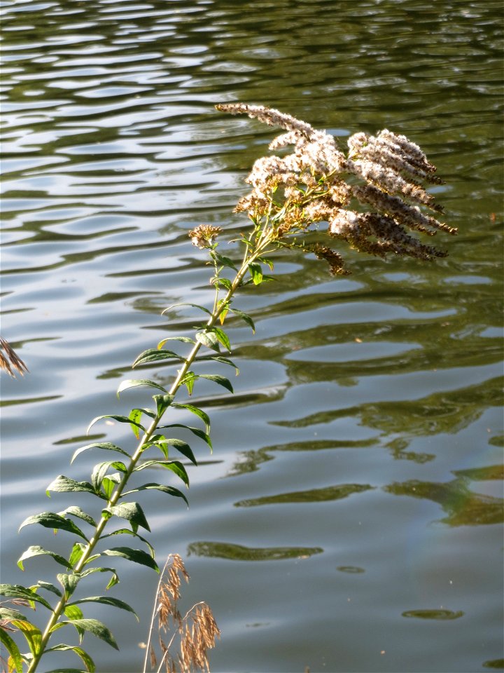 Kanadische Goldrute (Solidago canadensis) an der Saar in Saarbrücken