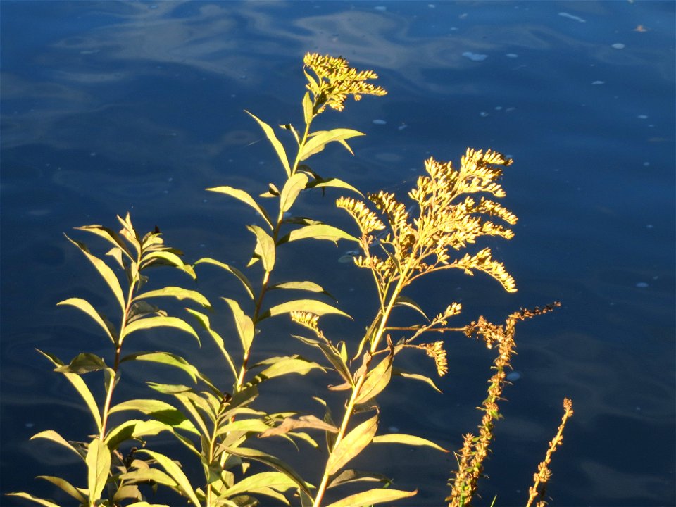 Kanadische Goldrute (Solidago canadensis) an der Saar in Saarbrücken