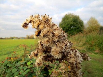 Kanadische Goldrute (Solidago canadensis) in den Horststückern im Hockenheimer Rheinbogen