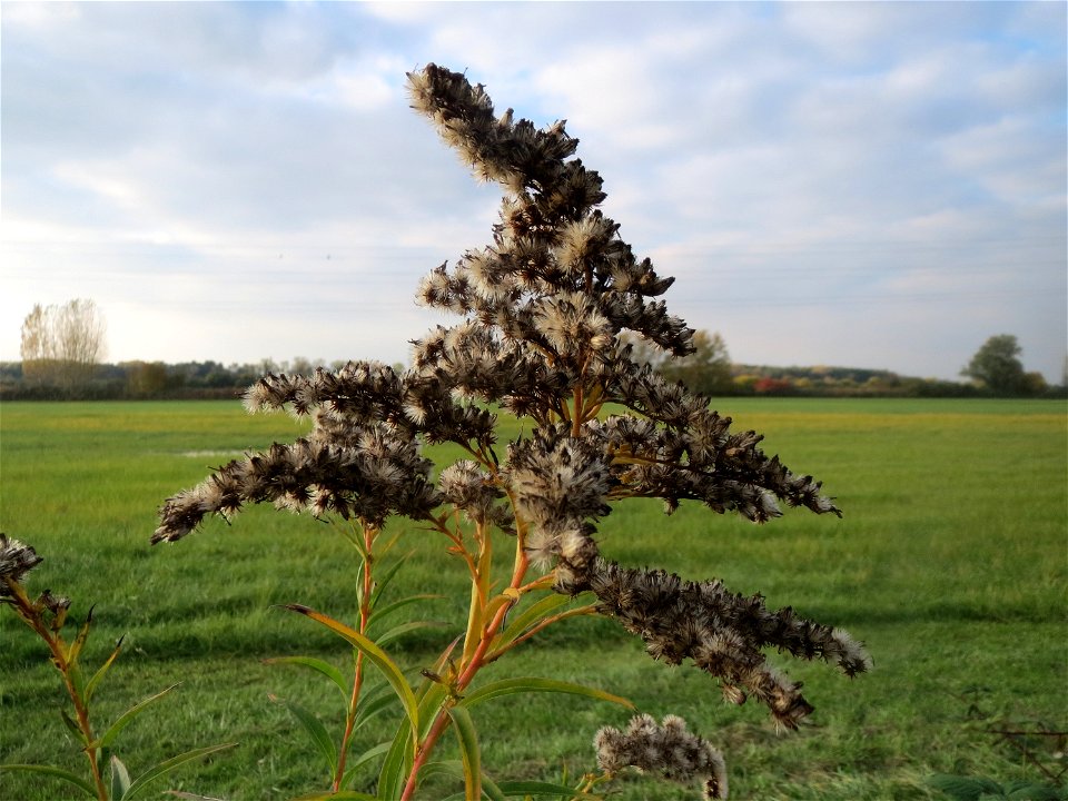 Kanadische Goldrute (Solidago canadensis) in den Horststückern im Hockenheimer Rheinbogen
