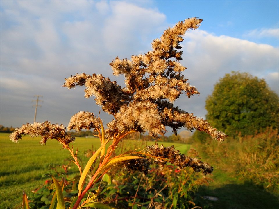 Kanadische Goldrute (Solidago canadensis) in den Horststückern im Hockenheimer Rheinbogen