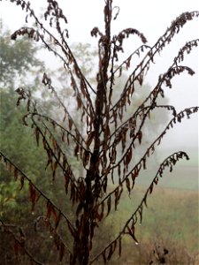 Kanadische Goldrute (Solidago canadensis) im Herbstnebel in Hockenheim