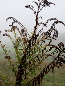 Kanadische Goldrute (Solidago canadensis) im Herbstnebel in Hockenheim