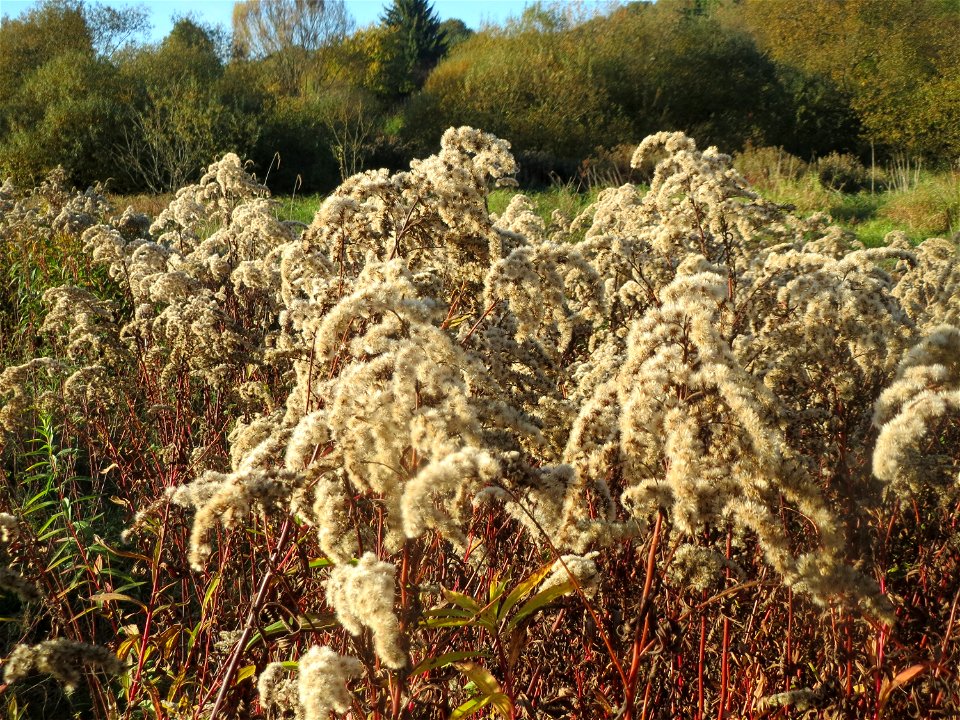 Kanadische Goldrute (Solidago canadensis) im Landschaftsschutzgebiet „Tabakmühlental - Oberster Weiher“ in Sankt Arnual