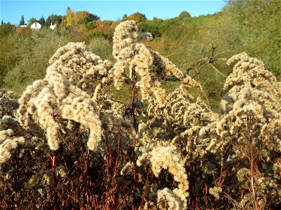 Kanadische Goldrute (Solidago canadensis) im Landschaftsschutzgebiet „Tabakmühlental - Oberster Weiher“ in Sankt Arnual